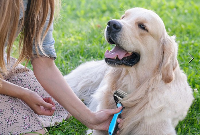 Brosse démellage pour chiens et chats - Mycharmingdog