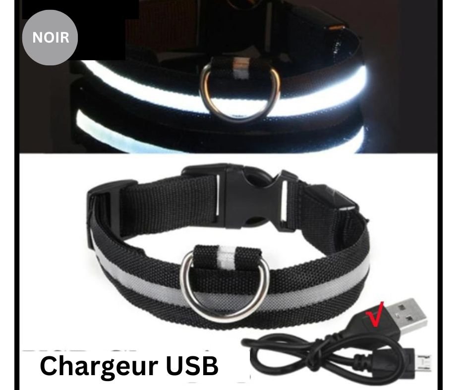 COLLIER LED VISION NOCTURNE SEENDOG™ - Mycharmingdog