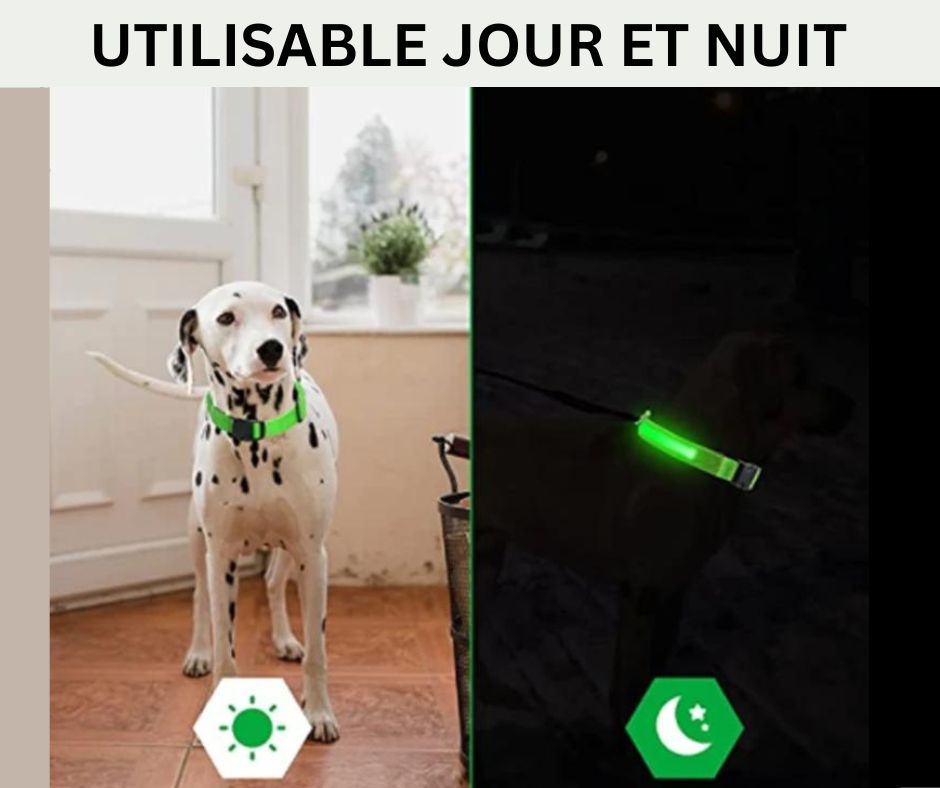 COLLIER LED VISION NOCTURNE SEENDOG™ - Mycharmingdog