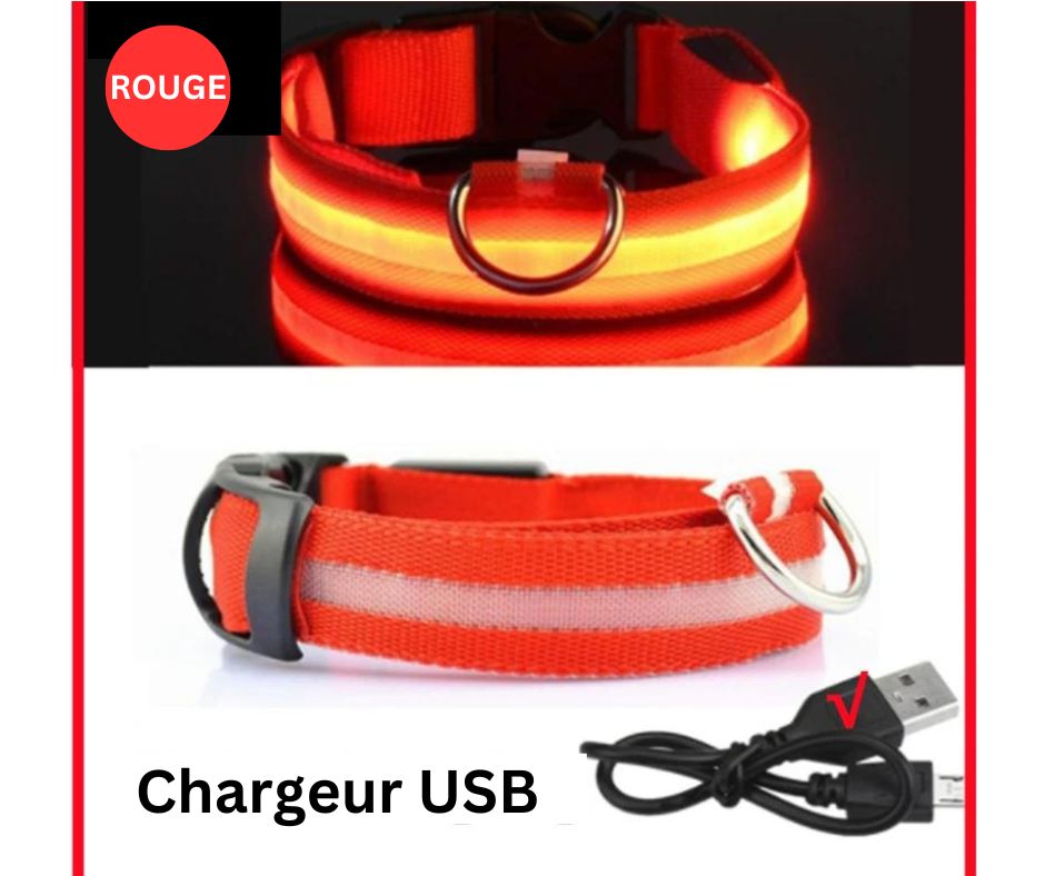 COLLIER LED VISION NOCTURNE SEENDOG™ - Mycharmingdog